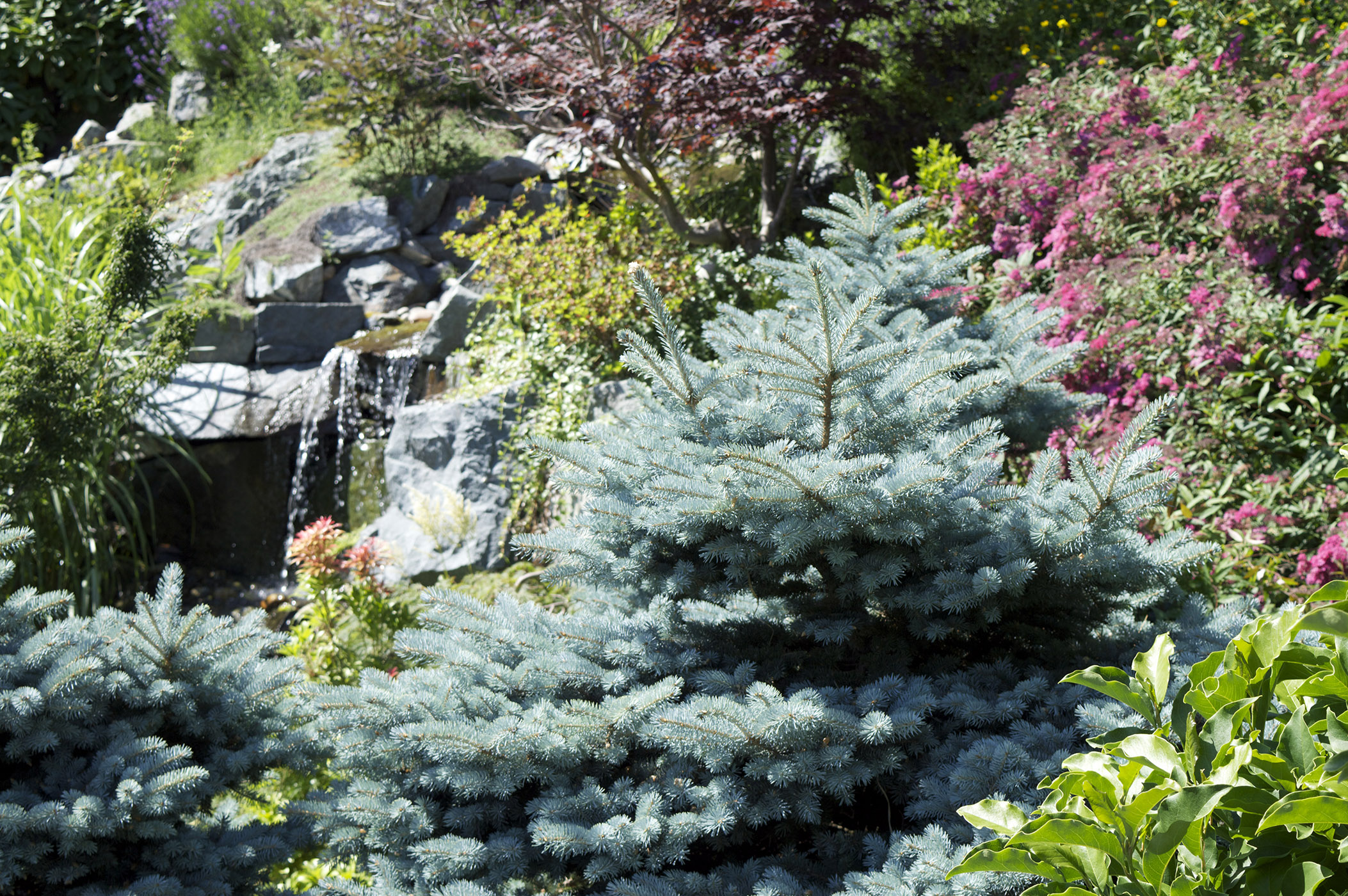 landscaping abbotsford